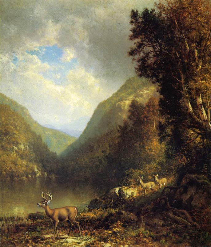 Deer in the Adirondacks
